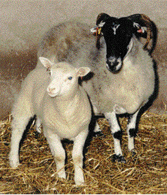 Bitmap Image